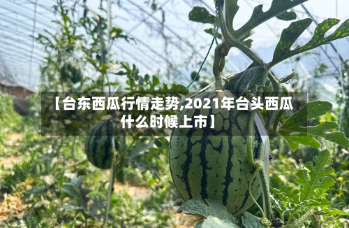 【台东西瓜行情走势,2021年台头西瓜什么时候上市】