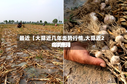 最近【大蒜近几年走势行情,大蒜近20年费用
走势图】-第3张图片