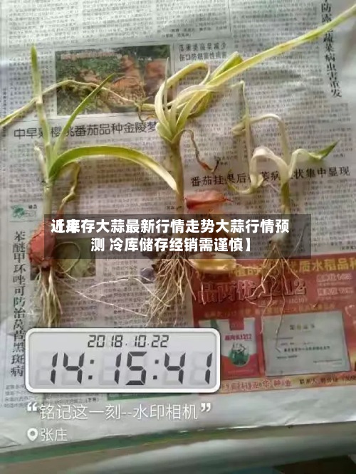 近来
【库存大蒜最新行情走势大蒜行情预测 冷库储存经销需谨慎】