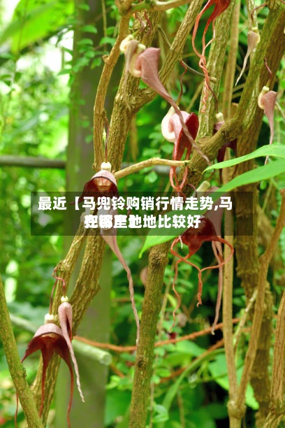 最近【马兜铃购销行情走势,马兜铃产地地比较好
在哪里】-第3张图片