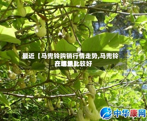最近【马兜铃购销行情走势,马兜铃产地地比较好
在哪里】