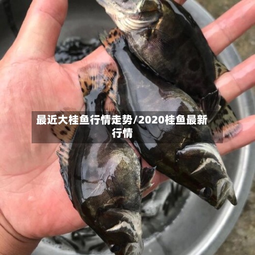 最近大桂鱼行情走势/2020桂鱼最新行情-第2张图片