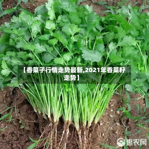 【香菜子行情走势最新,2021年香菜籽走势】-第3张图片
