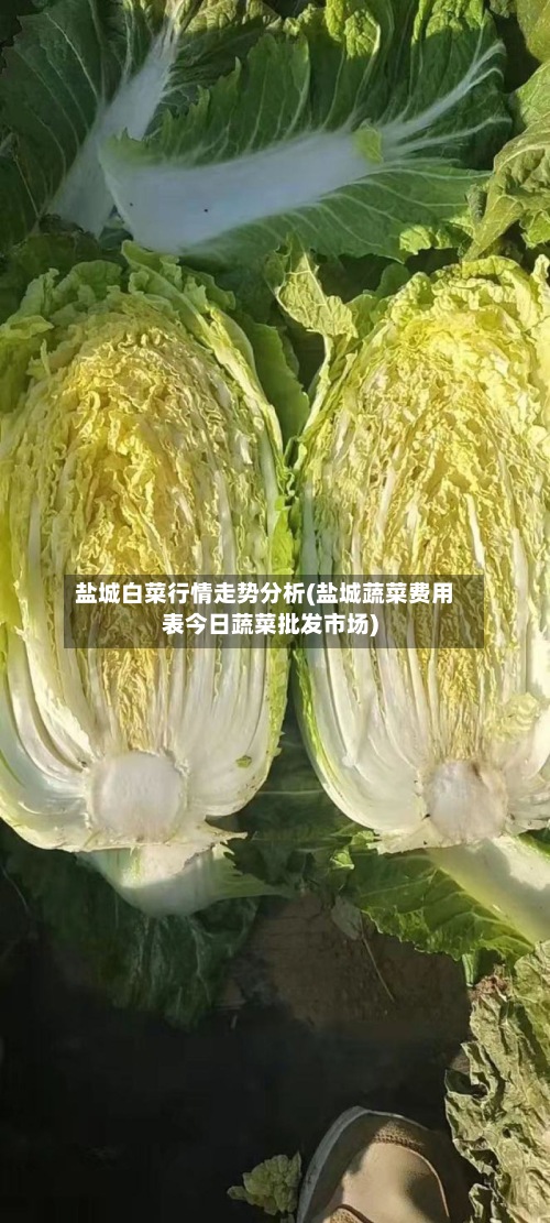 盐城白菜行情走势分析(盐城蔬菜费用
表今日蔬菜批发市场)-第2张图片