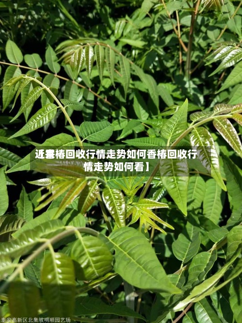 近来【香椿回收行情走势如何香椿回收行情走势如何看】