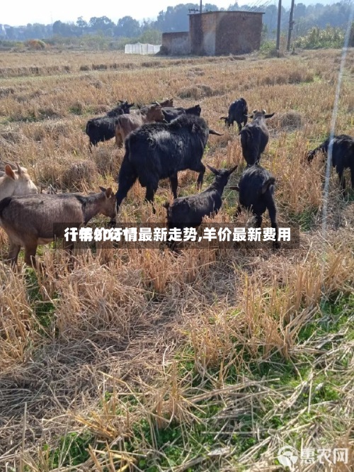 【羊价行情最新走势,羊价最新费用
行情2021】-第2张图片