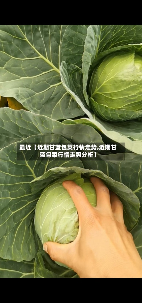最近【近期甘蓝包菜行情走势,近期甘蓝包菜行情走势分析】