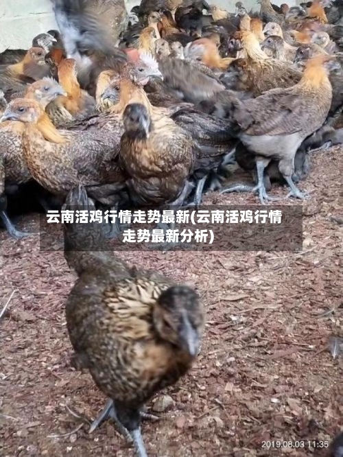 云南活鸡行情走势最新(云南活鸡行情走势最新分析)-第2张图片