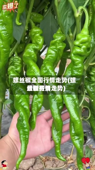 螺丝椒全国行情走势(螺丝椒费用
最新行情走势)-第2张图片