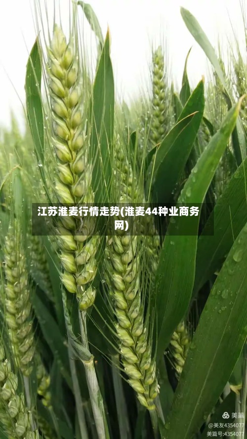 江苏淮麦行情走势(淮麦44种业商务网)-第2张图片