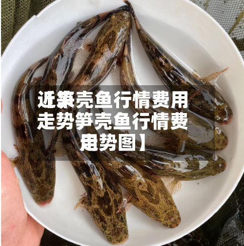 近来【笋壳鱼行情费用走势笋壳鱼行情费用走势图】