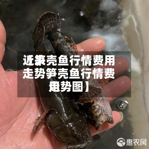 近来
【笋壳鱼行情费用
走势笋壳鱼行情费用
走势图】-第2张图片