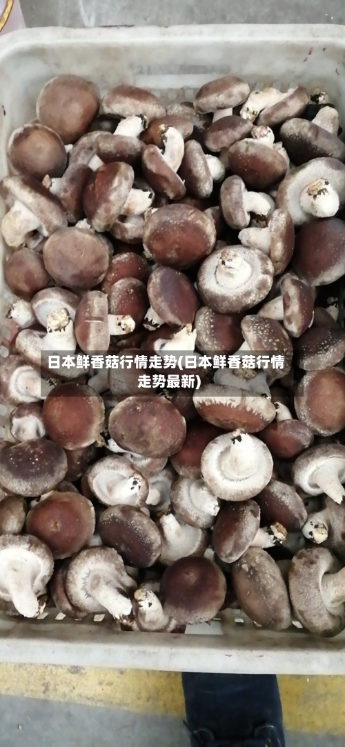 日本鲜香菇行情走势(日本鲜香菇行情走势最新)