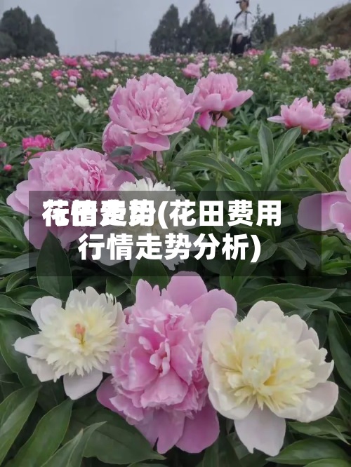 花田费用行情走势(花田费用行情走势分析)