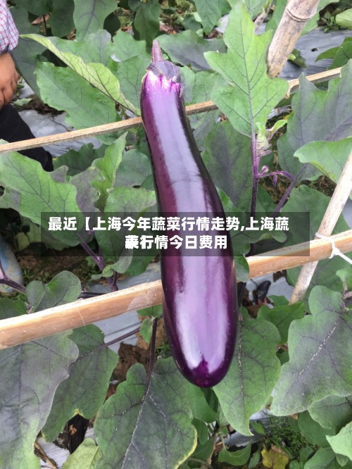 最近【上海今年蔬菜行情走势,上海蔬菜行情今日费用表】-第2张图片
