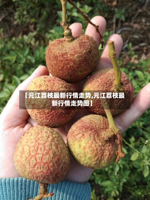 【元江荔枝最新行情走势,元江荔枝最新行情走势图】