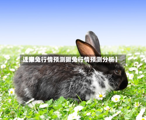 近来
【獭兔行情预测獭兔行情预测分析】