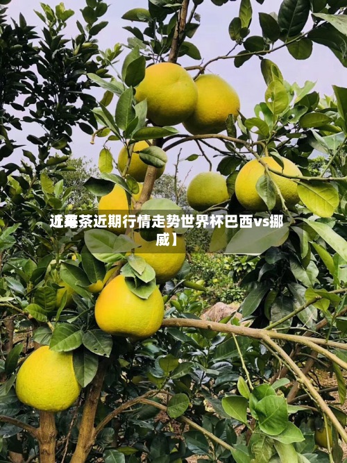 近来【莓茶近期行情走势世界杯巴西vs挪威】