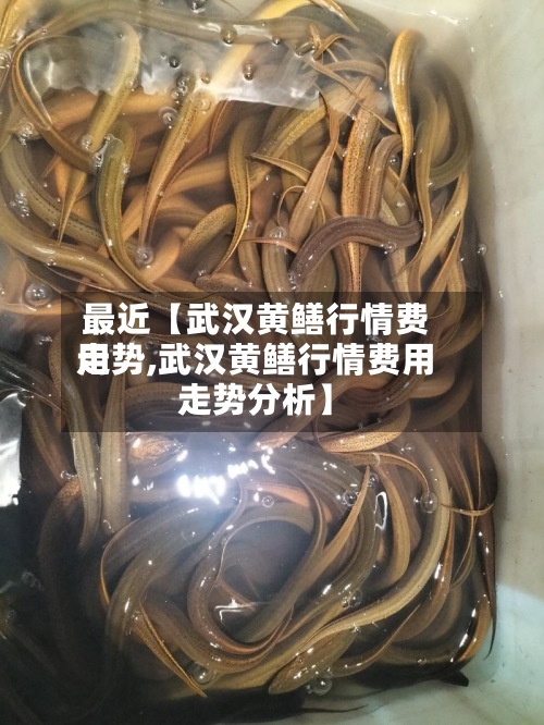 最近【武汉黄鳝行情费用
走势,武汉黄鳝行情费用
走势分析】