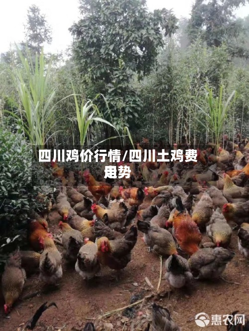 四川鸡价行情/四川土鸡费用
走势