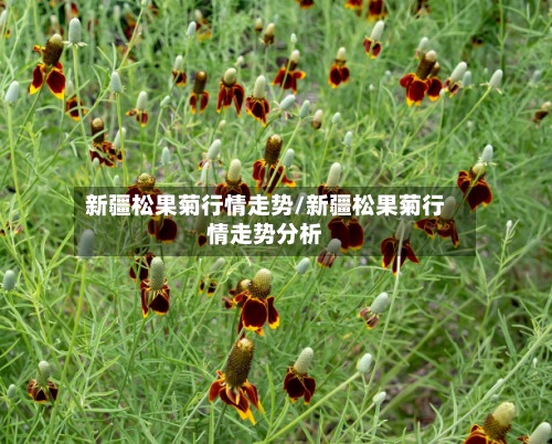 新疆松果菊行情走势/新疆松果菊行情走势分析