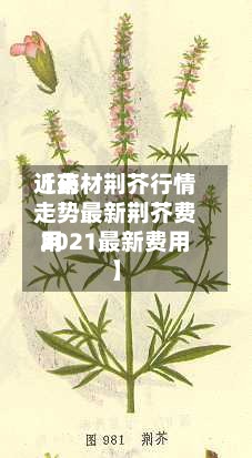近来
【药材荆芥行情走势最新荆芥费用
2021最新费用
】-第2张图片