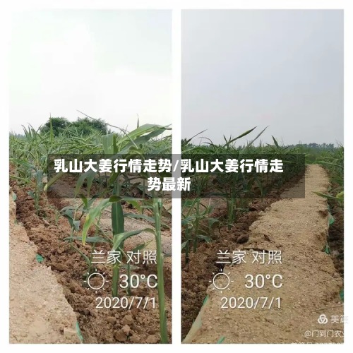 乳山大姜行情走势/乳山大姜行情走势最新-第2张图片