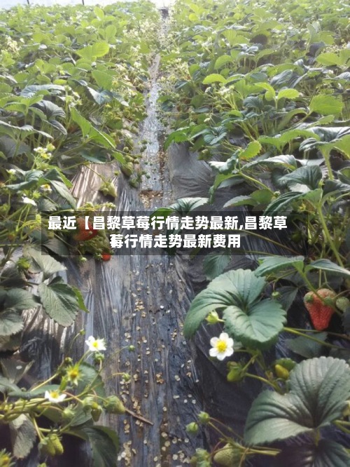 最近【昌黎草莓行情走势最新,昌黎草莓行情走势最新费用
】-第2张图片