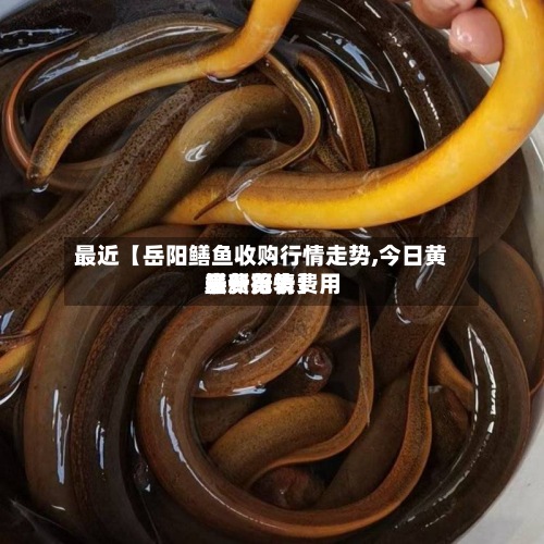 最近【岳阳鳝鱼收购行情走势,今日黄鳝费用
最新行情费用
表一览表】-第3张图片