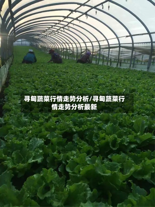 寻甸蔬菜行情走势分析/寻甸蔬菜行情走势分析最新