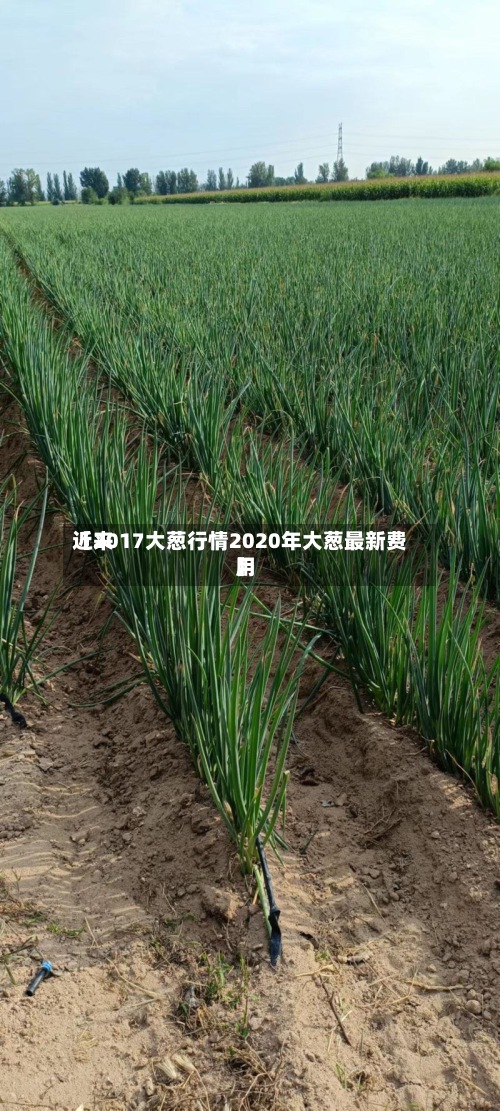 近来【2017大葱行情2020年大葱最新费用】