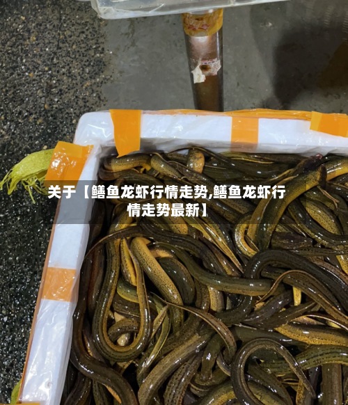 关于【鳝鱼龙虾行情走势,鳝鱼龙虾行情走势最新】