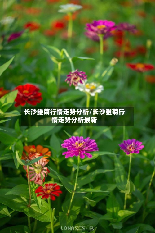 长沙雏菊行情走势分析/长沙雏菊行情走势分析最新-第3张图片