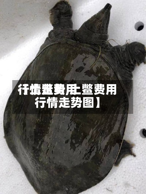 【土鳖费用
行情走势,土鳖费用
行情走势图】