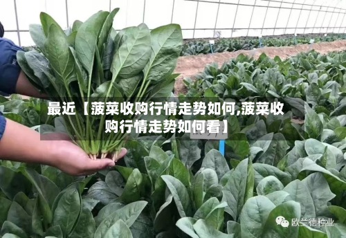 最近【菠菜收购行情走势如何,菠菜收购行情走势如何看】