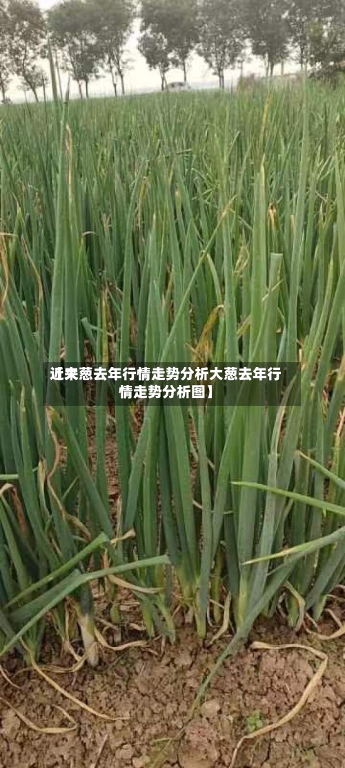 近来【大葱去年行情走势分析大葱去年行情走势分析图】-第2张图片