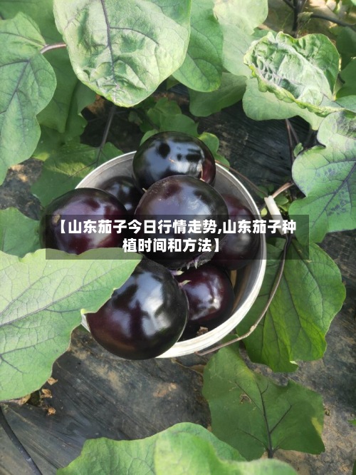 【山东茄子今日行情走势,山东茄子种植时间和方法】-第3张图片