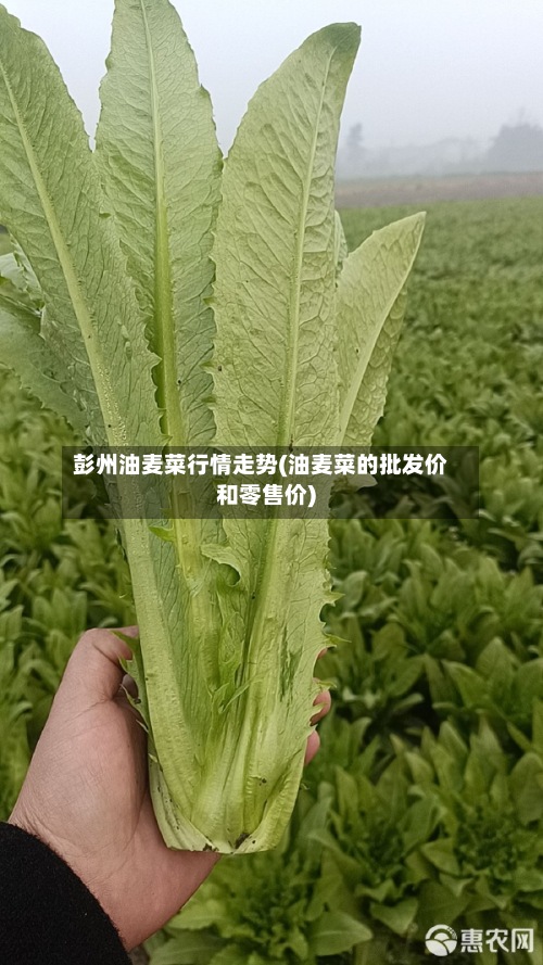 彭州油麦菜行情走势(油麦菜的批发价和零售价)-第3张图片