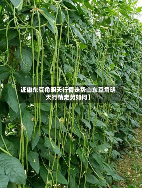 近来【山东豆角明天行情走势山东豆角明天行情走势如何】-第2张图片