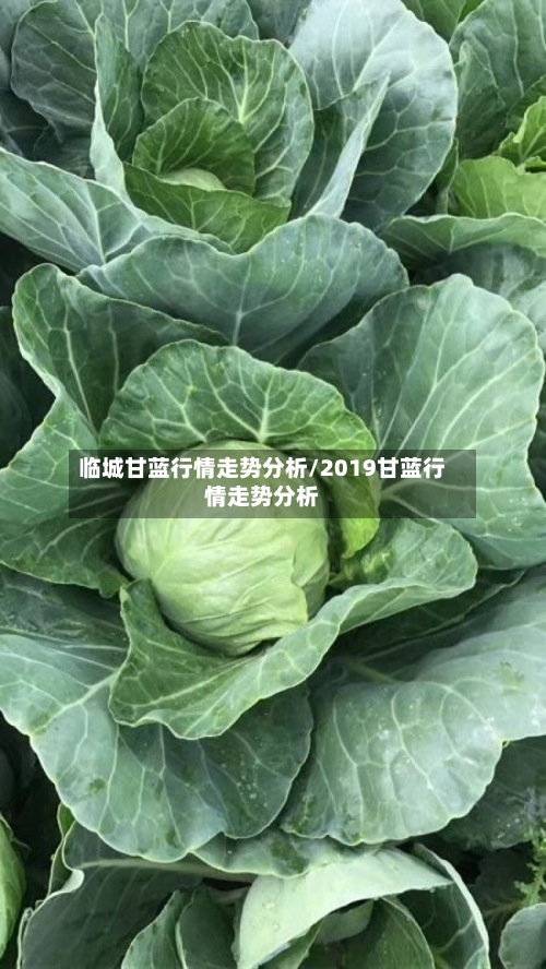 临城甘蓝行情走势分析/2019甘蓝行情走势分析