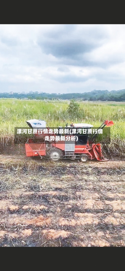 漯河甘蔗行情走势最新(漯河甘蔗行情走势最新分析)