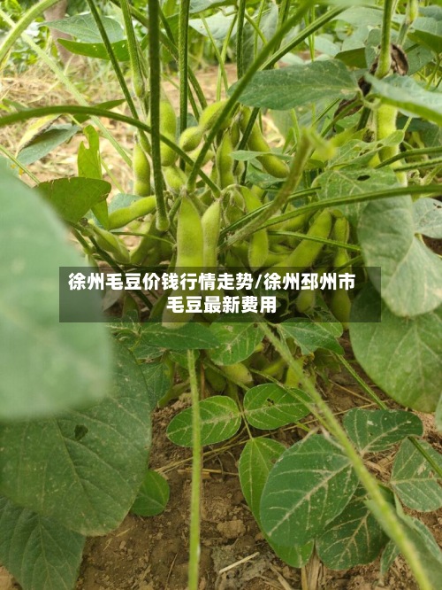 徐州毛豆价钱行情走势/徐州邳州市毛豆最新费用-第2张图片