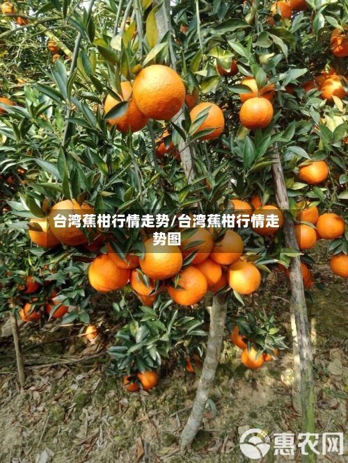 台湾蕉柑行情走势/台湾蕉柑行情走势图-第2张图片