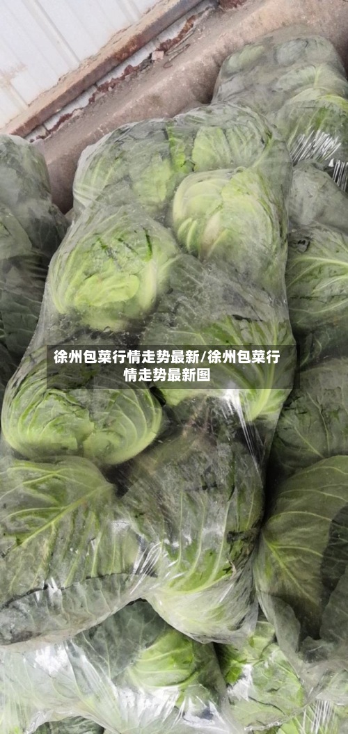 徐州包菜行情走势最新/徐州包菜行情走势最新图-第2张图片