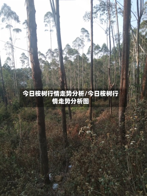 今日桉树行情走势分析/今日桉树行情走势分析图