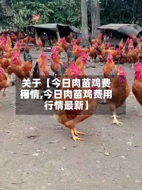 关于【今日肉苗鸡费用
行情,今日肉苗鸡费用
行情最新】