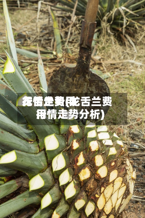 龙舌兰费用
行情走势(龙舌兰费用
行情走势分析)-第2张图片