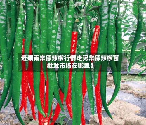 近来
【湖南常德辣椒行情走势常德辣椒苗批发市场在哪里】