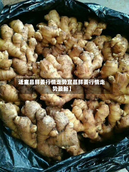 近来【宜昌鲜姜行情走势宜昌鲜姜行情走势最新】