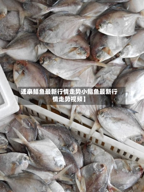 近来
【小鲳鱼最新行情走势小鲳鱼最新行情走势视频】-第3张图片